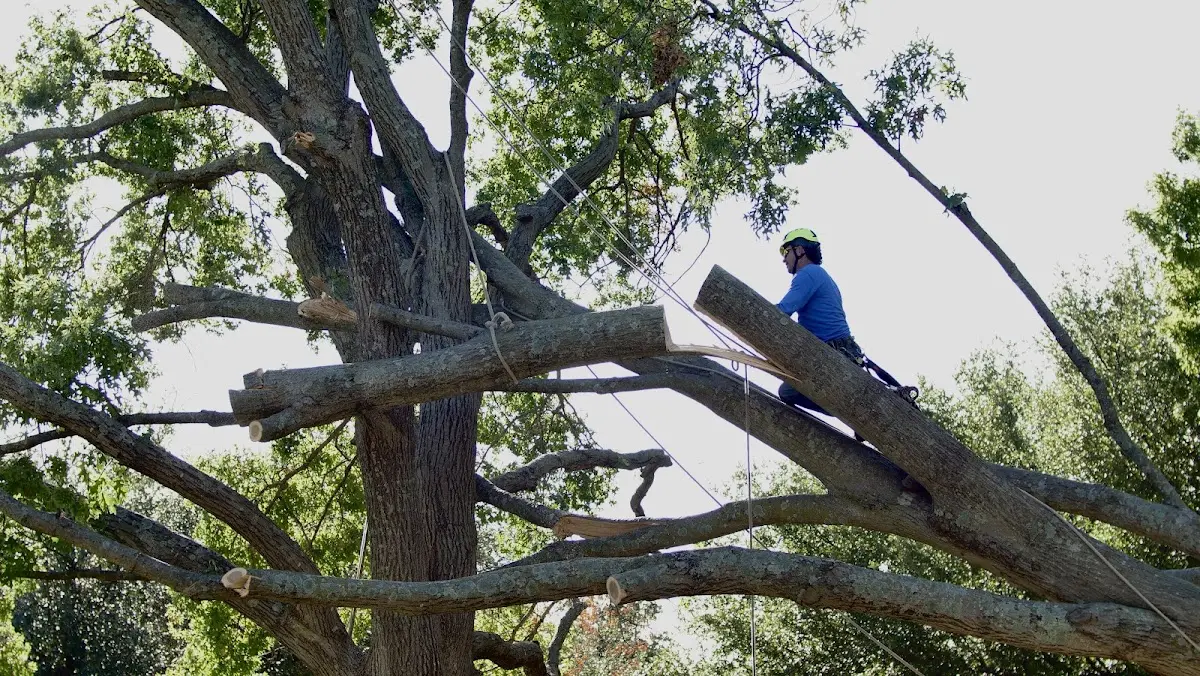 Professional Crown Thinning performed by certified arborists in Taylors Island