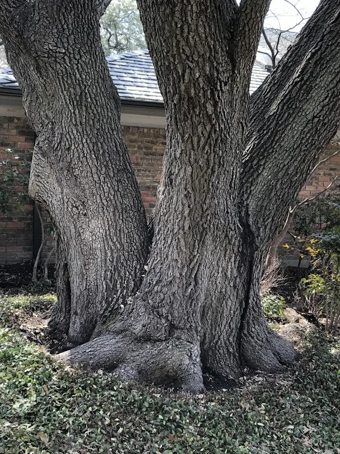 Mature heritage tree close to a Taylors Island property cared for by certified arborists
